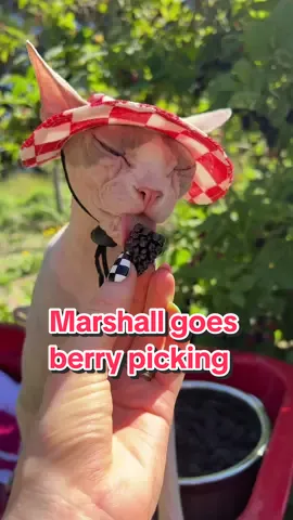 I took my cat Marshall to the farm to help me pick some marionberries and he loved being a farm cat for a day ☀️ #sphynx #hairlesscat #pets #oregon #catsoftiktok 