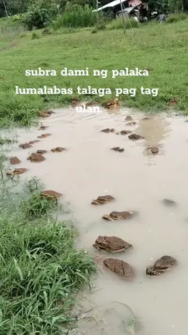 ANG DAMI NG PALAKA 🐸 #viralvideo  #niceview  #tiktokviral 