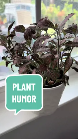 Oh the drama!!! 🌱 🪴 #PlantTok #plantsoftiktok #houseplants #plantlady #dramaticplant #wateringplants 