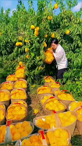OMG😱🔥🥰🌹✨#top #fyp #happy #asmr #fruit 