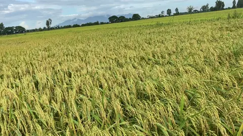 Lúa OM 18 hè thu 2024 còn 11 ngày nữa thu hoạch ae ơi #caylua #angiang #xuhuong 