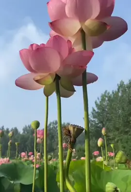 Vẻ đẹp hoa sen🪷#xuhuong #hoadep #fyb #flower #beautiful #yeuthiennhien #hoasen 