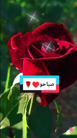 #صباحو #صباح_الخير #صباحكم_أحلى_صباح #صباحكم_سعادة_لاتنتهي ##صباح_الورد #fyp #foryou #10k #viral #viralvideo #flowers #rose #visibilité #lover #views #🌷 