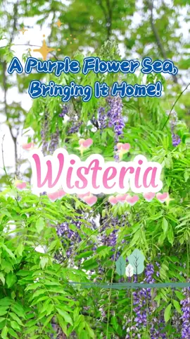 A puple flower sea bring it home!#wisteria #seeds #flowers #flowseeds #garden #beauty #plants #nature #houseplants #gardenideas 