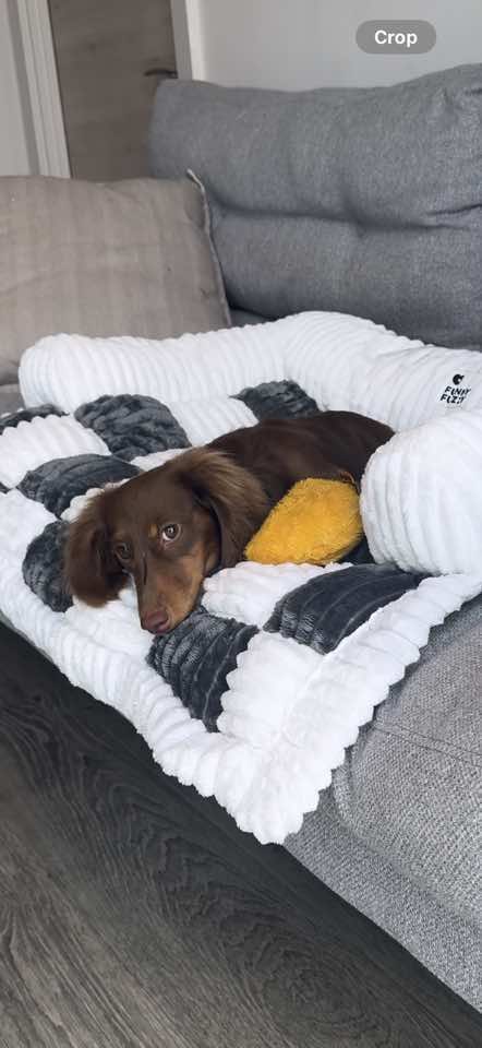 Brb going to grab my duvet🥹🤍  These are so cute and such a good idea, it makes movie time extra cosy for your fur baby🤍 @FUNNYFUZZY Store ‘Mabelcr20’ for 20% off #dachshund #minaturedachshund #dachshundsoftiktok #dogsoftiktok 