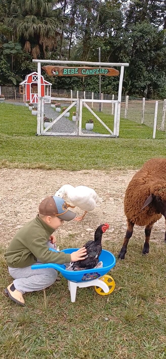 O Campeiro arruma um jeitinho para passear com os amigos 🤠🐓🐐🐑🪿🐕😍❤️