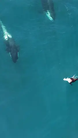 🐋🌊 Orcas em ação! Assista o momento em que elas caçam um leão-marinho! 🦭 #Ilhabela #orcas  # #baleias  #ViralVideo #Oceano #natureza #viral 