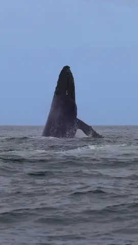 Breaching whales are truly a magnificent thing to see, especially when more than one do it together💪💪  🐳Book now using link in bio🎉 #whalewatching #whale #tail #humpbackwhale #breach #jump #fly #low #news #media #lunges #wildlife #montereycalifornia #coast #cali #sun #fun 