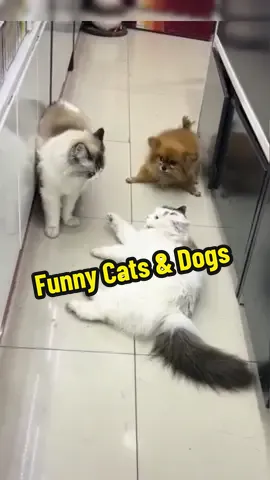 Very very Funny Cats and Dogs 😂🥰 #animal #animales #cute #cats #dogs #cat #dog  #funny #grow  #funnyvideos #viral #viralvideo #fyp #foryou 