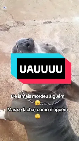 😌 . . .#cachorro #dog #pet #pitbull #americanbully #rap 