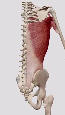 #anatomia #anatomy #med #fisioterapia #fisioterapeuta 