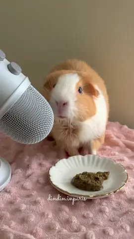 Hay powder ASMR😽 #guineapig ##asmr #fyp #foryou 