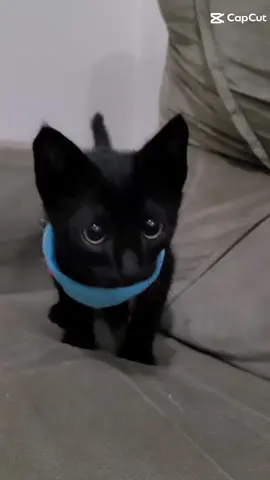 🖤🖤 . .  #gato #cat #cute #catsoftiktok #blackcat #kitten #fyp  #corazondemelon #CapCutAmor #CapCut 
