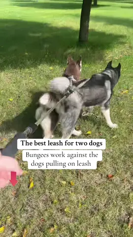 Dogs pull on the leash? Make it easy to walk two dogs, no more hard dog pull on leash with these bungees no pull leash #creatorsearchinsights #dogsoftiktok #dogwalk #dogpulling #leashpulling #leashyourdog #dogfinds #dogtok #tiktokmademebuyit #dealsforyoudays #julydeals #tiktokdogs #twodogs #2dogs 