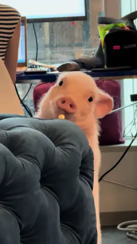 |˶' 🐽'˶) #micropig #piglet #pig #bubthepig #mipig #マイクロブタ