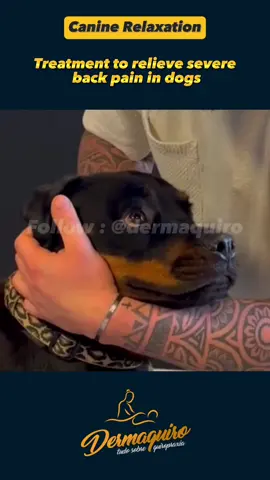 Chiropractic care for dogs, also known as veterinary chiropractic, involves the manual manipulation of the spine and other joints of the animal. The goal is to improve mobility, relieve pain, and promote overall health. It is often used to treat musculoskeletal issues such as back pain, limping, and stiffness. #chiropractor #chiropractic 