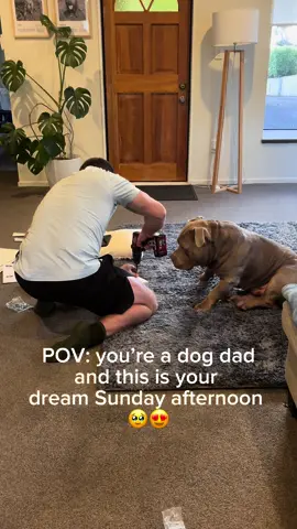 What colour hard hat does Tukie need as site supervisor? 🧑‍🚒 #builder #dog #dogs #puppy #dogdad #dogsoftiktok #americanbullyofficial #staffy #americanbully #funnydog 