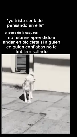 Ahora te das cuenta?... #poemas #frases #parati #vivir #reflexion #perro #sabio #sabiduria #hopecore #paz #tranquilidad #meme #memes #gracioso #...