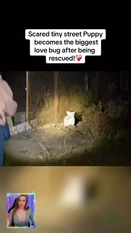 Scared tiny street Puppy becomes the biggest love bug after being rescued! #rescue #rescuedog #rescuepuppy #puppy #puppytiktok #dog #dogsoftiktok #savepuppy #savedogs #animallover 