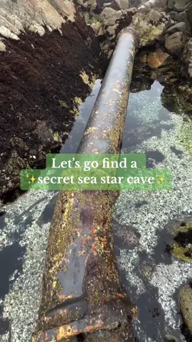 ✨Secret sea star cave✨  #seastar #starfish #cave #lowtide #tidepool #secret 