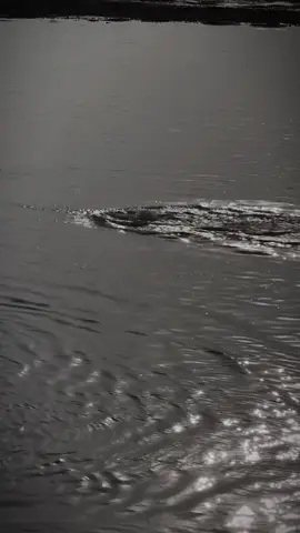 🏊🤿#River#jehlumriverazadkashmir#azadkashmir#swimming#kharian#Awan#malikhamzaawan662004#1millionaudition#viral @A R B A Z 🤍 @🥀عمر اعوان🥀 @چودھری سفیان 👑 @M A L I K   A L I🇵🇰🇵🇸 @JUٹT👑 @M s @@CH.Azeem25.offical @Faraz Awan @🥀علی 🥀 @🏴‍☠️JAGA🏴‍☠️ @Abu Bakar @ch umair @Malik Touseef @رمیز علی🏴 @صدیف عباس 