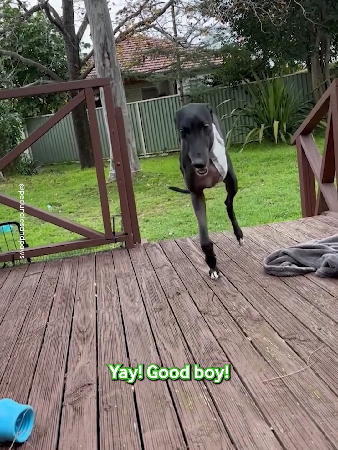 He's Such A Brave Boy ❤️ #greyhound #greyhoundsoftiktok #threeleggeddog #dog #pet #brave #fyp #viral