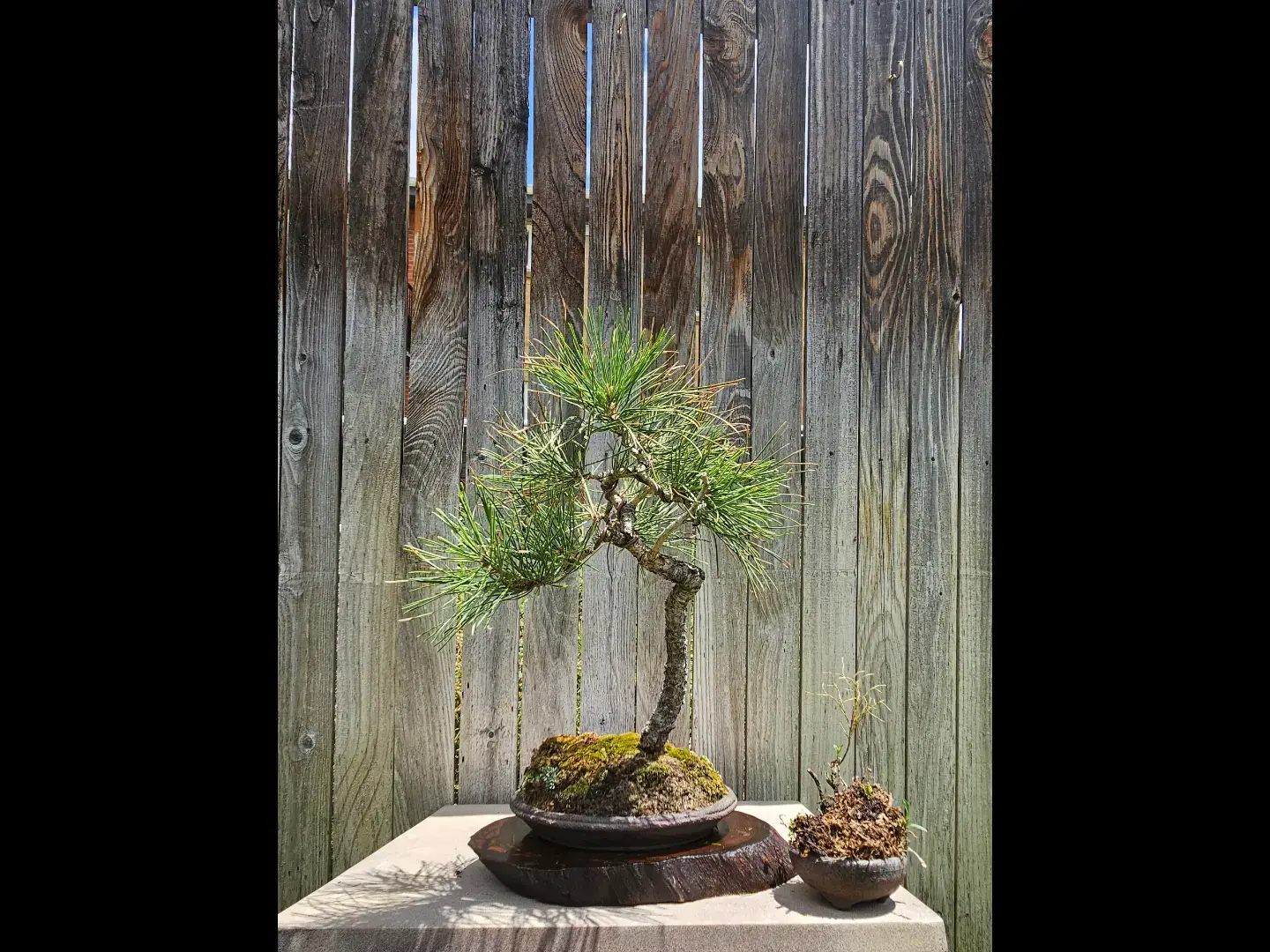 #ponderosapine #womeninbonsai #kusamono #colorado #bonsai #bonsaiart