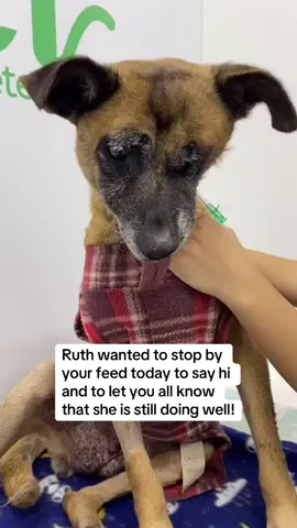 RUTH UPDATE: She was scheduled to have her tube replaced recently, and the procedure went as expected. She has been able to eat and drink on her own pretty well, but we are still keeping the feeding tube in place, because we want to make sure she is receiving enough nutrition and maintains a healthy weight. Along with her eating on her own, Ruth is fed through through her tube with supplements 3 times a day. She is an extremely calm and docile dog, which makes handling her very easy. This beautiful girl was rescued earlier this year, on February 26th, with a massive, malignant tumOr in her mouth, which had consumed half of her jaw. The entire left side of her jaw needed to be removed, and with the help of multiple therapies, Ruth has shown us all her resilience and will to live! It won't be easy finding Ruth a home, given her circumstances, but she is great with other dogs, and hopefully soon someone will notice just how special Ruth is and will choose to make her a part of their family.
