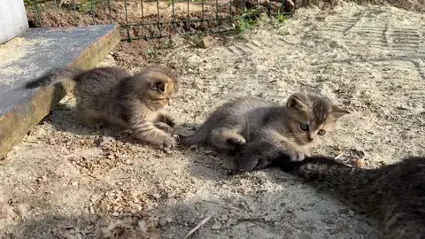 “You torment your mother’s tail and I will be yours!” - Scottish fold kittens in #cat #baby #kittens #rescued #catsofinstagram #cats #catstagram #babygirl #catlover #catlife #catlovers #babyshower #catoftheday #instacat #rescuedog #education #kittensofinstagram #catsagram #catlove #babyfashion #catering #rescuedogsofinstagram #mybaby #caturday #cats_of_world #catloversclub #cutebaby #catsofig #catalunya #ilovemycat