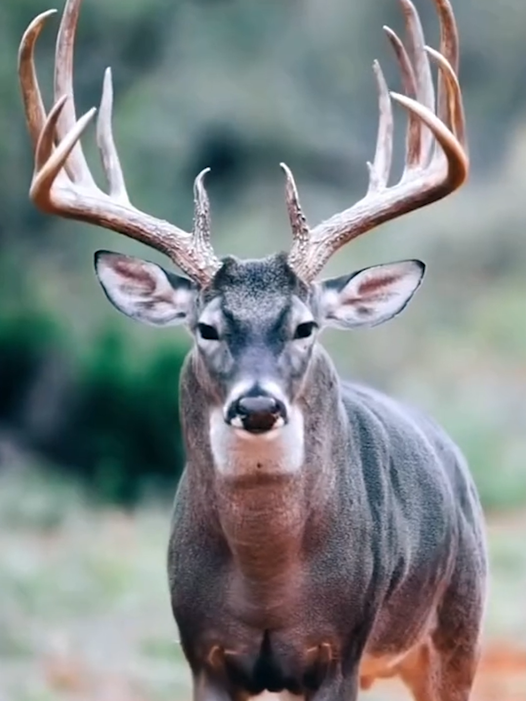 Are you ready for the season? 🏹 • • Follow @officialwhitetailfever❗️ Follow @officialwhitetailfever❗️ • • • #buck #huntingdeer #hunting #whitetail #whitetailfeaver #whitetailhunting #bowhunting #riflehunting #bigbuck #hunting #deerreels #huntingvideos #bowhunter #archeryhunting #deerhunting #whitetailbuck #huntingbuddy #gamecamera #hunt #buckdown #Outdoors #bowhuntingwhitetails #deeredit #deerseason #huntingseason