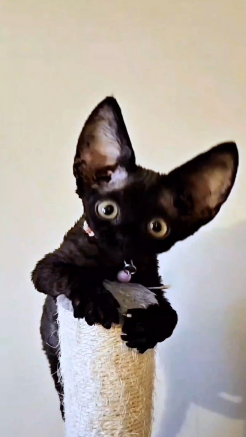 because the big ear filter on  the devon rex is freakin' adorable #devonrex #kittens  #bigearcat 