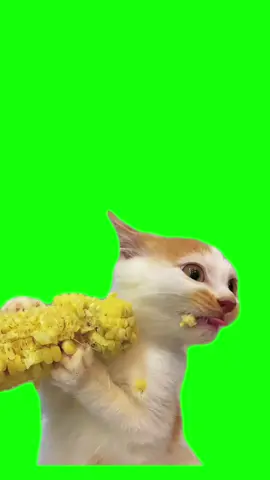 Cat eating corn meme #meme #discord #greenscreen #protemplate #julydump  #bruins #mufasa #AAPIHeritagemonth I #powermoves #juneteenth #newyorkforever #drake #happymothersday  #mothersday #stanleycupplayoffs #nhlplayoffs #hollywoodstudios #eurovision #nfl #NBA #lebronjames #basketball 