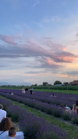 Violin, lavender field and  mountians🎻💜⛰️ What a scenic view🤩 • • #lavender #field #flowers #garden #purple #green #Summer #picnic #picnicaesthetic #festival #blooming #nature #violin #music #livemusic #sunset #colorful #visit #foryou #fyp 