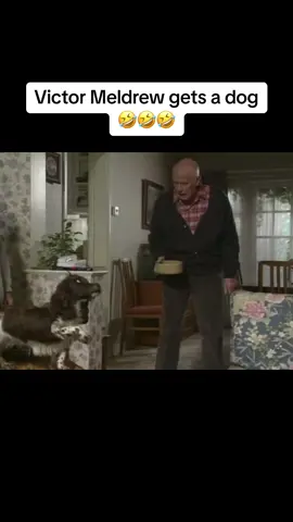 This is easily one of my favourite One Foot in the Grave scenes!  When Mrs Warboys says “why would you want a dead dog that hadn’t been stuffed?” And Meldrews high pitched response “i don’t want a dead dog” it just makes me break out into laughter every time 🤣 Absolute gold! . . #victormeldrew #meldrews #meldrew #margaretmeldrew #onefootinthegrave #comedygold #comedyclassic #annettecrosbie #classiccomedy #90scomedy #britishcomedy #ukcomedy #hilarious #funny #idontbelieveit #idonotbelieveit #bestoftheday #richardwilson #4291 #nippy #nippythedog #victormeldrewnippy 