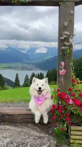 Dancing ears in 📍Zell am See - Kaprun 🇦🇹 😍 *Ad / Werbung  @Zell am See-Kaprun  We are currently exploring this beautiful region in Austria and cannot wait to show you more! 🗺️🤗  #zellamseekaprun #schmittenhöhe #kitzsteinhorn #austria #travel #mountains #bestof #eardance #earwiggles 