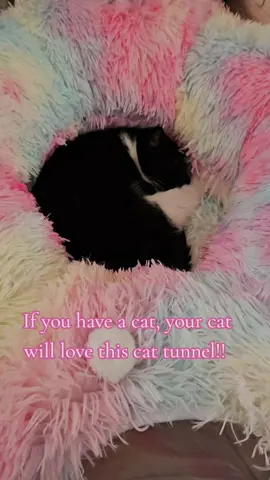 You need to get your cat this cat tunnel with a cat bed, your cat will love it!!!  #catbed #cattunnel #tiktokmademebuyit #tiktokshopmademebuyit #tiktokshop #tiktokshopfinds #cleocatra #catsoftiktok #cattok #catfinds #cattok 