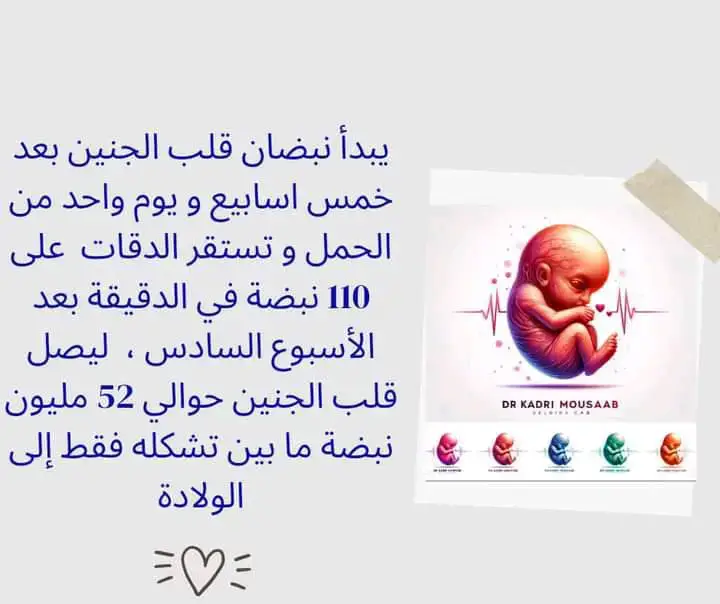 نبضان قلب الجنين بدايته و نمطه عند الحامل. #دكتورة #medecine #حمل #دكتور #حامل #حامل_ادعولى_اقوم_بالسلامه  #طب_النساء  #ولادة 