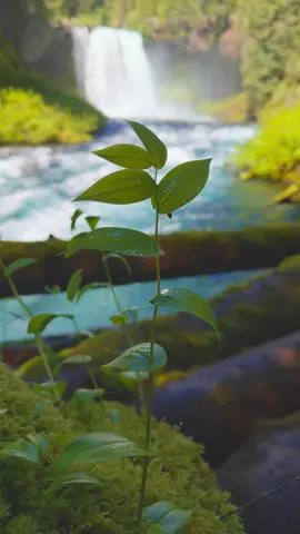 Lush leaves adorned with water droplets, with a beautiful waterfall cascading in the distance 😍 #nature #Outdoors #cinematic #calm #waterfall 
