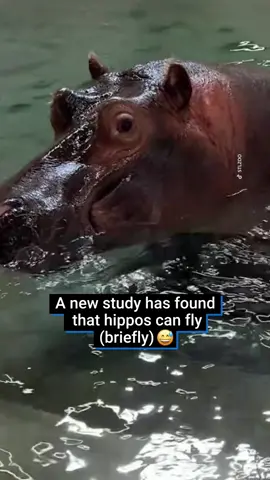 A new study has found that hippos can fly… (briefly) 😅 The study from the University of London’s Royal Veterinary College found that hippos can - momentarily - lift all four feet off the ground, when moving at full speed 😂 What would you do if you saw a hippo flying towards you? 😳 #fy #fyp #news #study #student #university #research #hippo #fly #animals #animalsoftiktok 