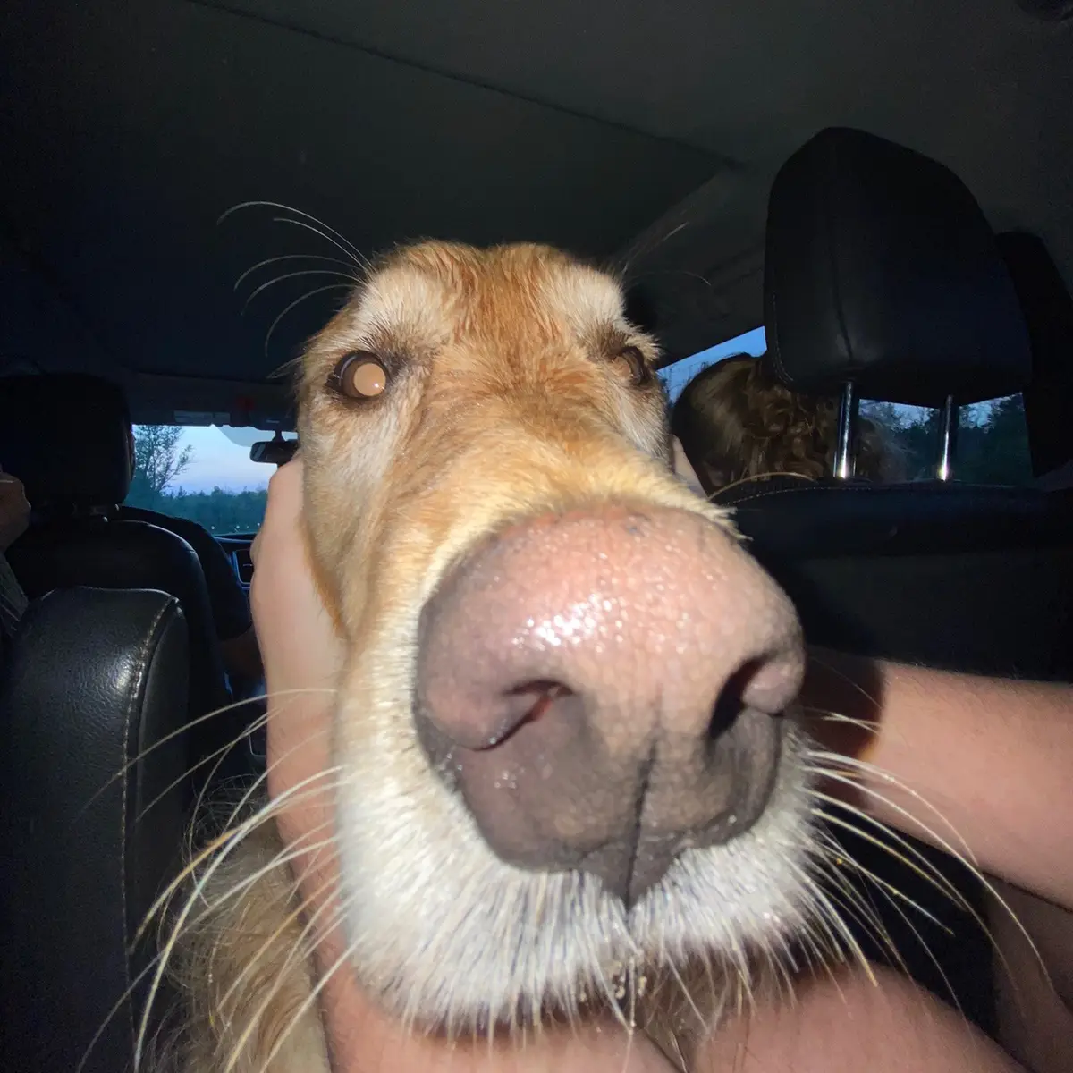 mogged by zawg 😱🧏‍♂️ #goldenretriever #dogsoftiktok #trend #viral #aura #trending #foryoupage #fyp #relatable 