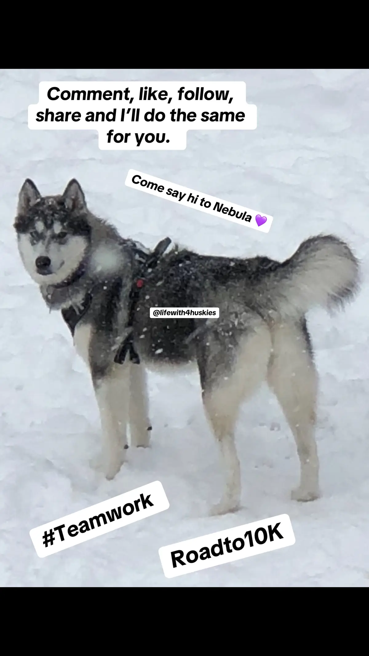 I cant wait for winter, I’m over this heat alread 🥵 #mom #MomsofTikTok #momlife #momtok #moms #sahm #sahmlife #followers➕ #roadto10k #followerstiktok #followtrain #follower #following #followback #support #support_me #husky #huskysoftiktok #huskylife #huskysiberiano #huskylove #huskymom #dog #dogsoftiktok #dogmom #dogmomlife #fyppppppppppppppppppppppp #fypシ゚viral #fypage #teamwork