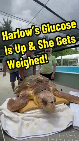 Update on “Harlow” The Loggerhead Sea Turtle’s Condition ❤️‍🩹🐢 Good news! 👍 Harlow’s blood glucose level has risen since the low 40s yesterday. And today, it was recorded at over 60 mg/dl! For reference, a healthy female Loggerhead sea turtle’s glucose level should be around 100 mg/dl. 🩸 In this video, you get to see her eat her new favorite snack! Honey glazed lobster 🍯🦞 We also fed her some honey-filled squid, gave her fluids, and checked her weight at the end. All of which was overseen by Dr. Terry. 🦑 If you’re interested in helping Harlow and the rest of The Turtle Hospital, all donations and purchases through our online store (link in bio) go directly towards the care of our sea turtle patients! 🐢🏥 To all of those who choose to support us, thank you so much! 💙 And a special thanks to everyone who has been continuing to keep Harlow in their thoughts and prayers. ❤️ You all let us do what we do and help conserve these precious creatures! 🌊🐢 #connectandprotect #compassioniscontagious #rescuerehabrelease #seaturtlerescue #loggerheadseaturtle #loggerhead #turtle #turtlehospital #marathonturtlehospital #theturtlehospital #sea #seaturtle #loggerheadturtle #science #nature #turtletok #ocean #beach #seaturtlehospital #seaturtlerehab #wildlife #floridakeys #STEM #education #animals #fyp #barnacles #seaturtlebarnacles #feedingseaturtles #feeding #iv #Harlow 