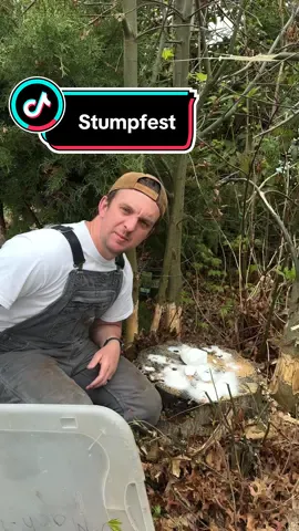 Replying to @Heluv2boogie Stump-Fest is back and ready for action. Easy stump removal. #stumptok #stumpfest #stump #stumpremoval #stumpgrinder