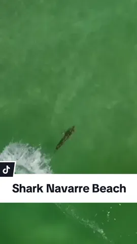 Shark spotted at Navarre Beach- does anyone know what kind it is?🦈 Drone footage from Brady Baxter  #shark #sharkweek #navarrebeach #emeraldcoast #allthingsemeraldcoast #wildlife 