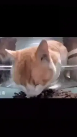 the piece of food that fell out of his mouth 😭 #car #cat 