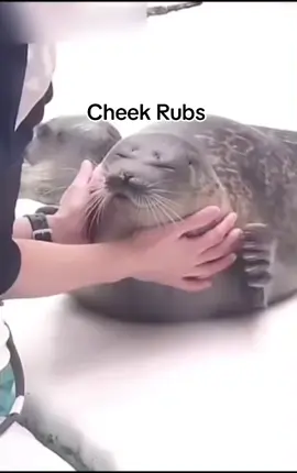 Seal getting his cheeks rubbed  #seal #sealtok #sealpup #babyseal #zoo #animals #cute #fyp 