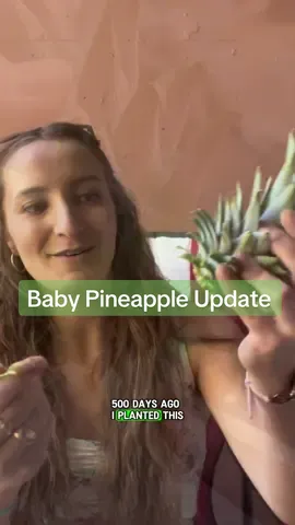 I didn’t believe a pineapple plant produces just one fruit, so 500 days ago I tried it myself.🍍 #pineapple #plant #howtowithjessie 