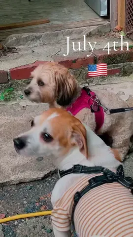 I really didnt want to leave him alone home on July 4th I rather take him with me 🇺🇸🐾 #july4th #dogparty #takedogeverywhere #july4thbbq #doglifestyle 