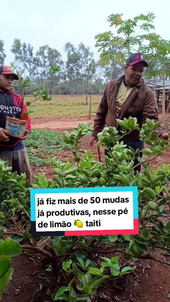 Mudas de limão 🍋 taiti na alporquia #tiktok #viral #longervideos #frutas #plantas  #limão 