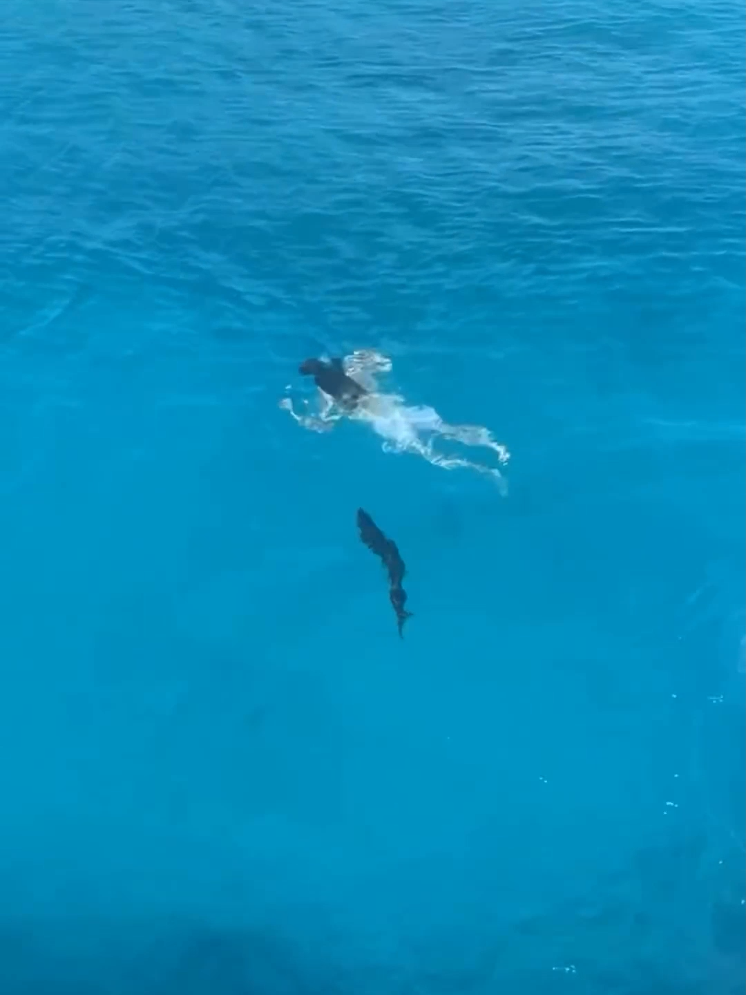 ⚡️Hold your breath and prepare to be amazed by the lightning-fast barracuda! 🌊 Known for their speed and razor-sharp teeth, these fearsome predators dominate tropical and subtropical waters. Barracudas can grow up to six feet long and swim at speeds up to 36 miles per hour. Watch as they showcase their hunting techniques and learn more about their fascinating behavior and habitat. Have you ever seen a barracuda in action? Share your thoughts in the comments below! #Barracuda #OceanPredators #MarineLife #FastFish #NatureWonders #UnderwaterWorld #WildlifeExploration #SeaCreatures #ViralNature #ForYou #Trending #WildlifeVideo #PredatorPower #AnimalKingdom #epicwildlife